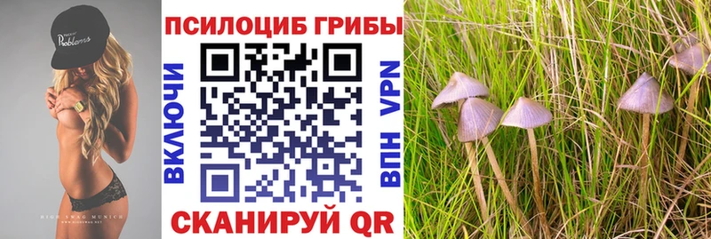 mega   Лянтор  Галлюциногенные грибы Psilocybine cubensis 